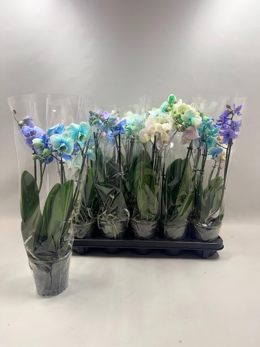 PHAL GEM