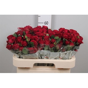 R Tr Red Trendsetter X5