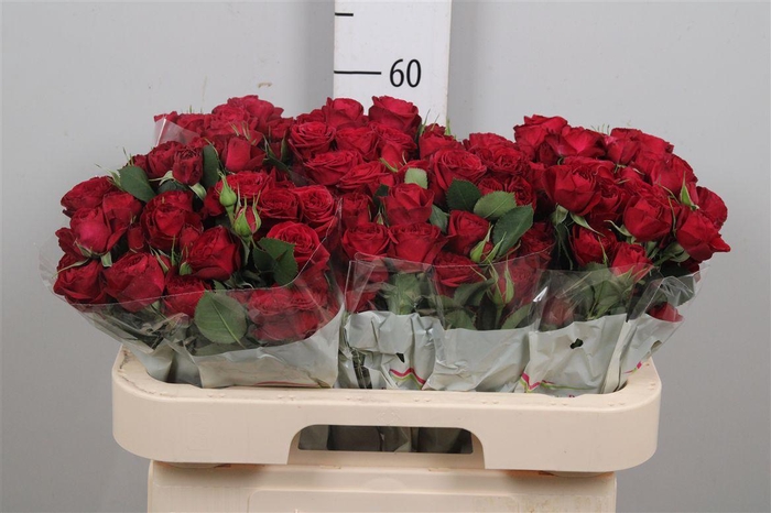 <h4>R Tr Red Trendsetter X5</h4>