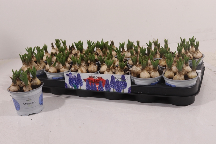 <h4>MUSCAR BIG SMILE</h4>