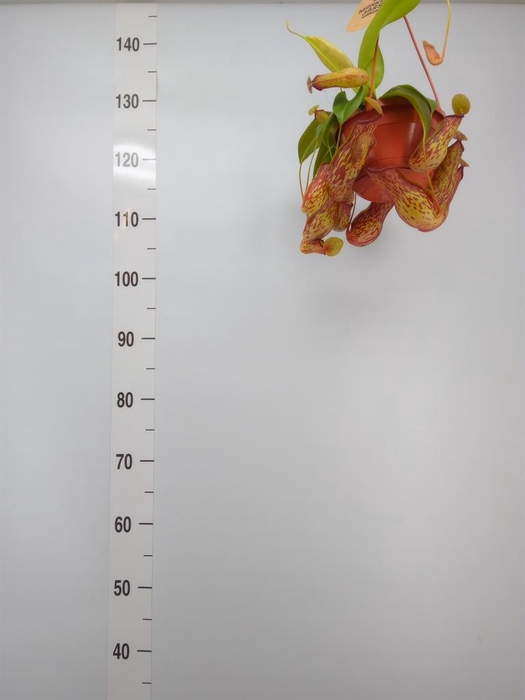 <h4>Nepenthes    ...</h4>