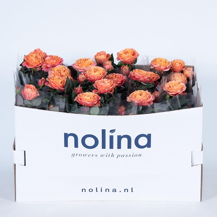 <h4>Nolina Roses Ø 13 cm Orange in box st. 2-3</h4>