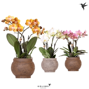 Kolibri Orchids Phalaenopsis Jewel mix in Ancient brown mix