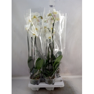 Phalaenopsis   ...white