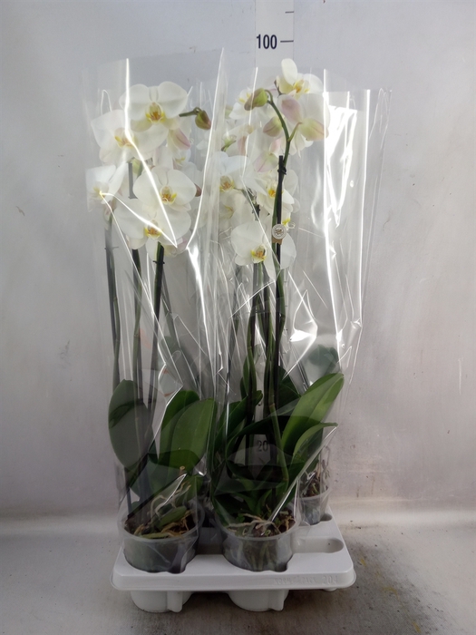 Phalaenopsis   ...white