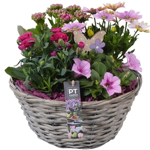 Arr.   Perkplanten H%