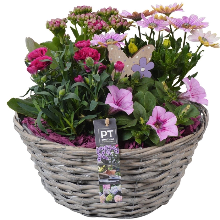 <h4>Arr.   Perkplanten H%</h4>