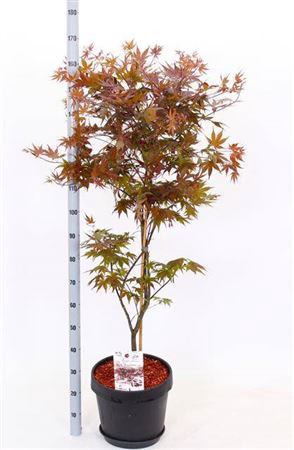 <h4>Acer Palmatum</h4>