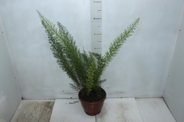 <h4>ASPARGO REAL P19</h4>