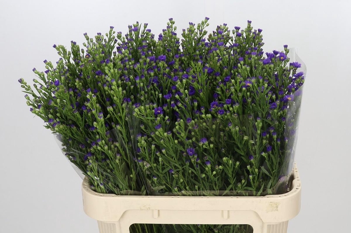 <h4>Aster Casamare</h4>