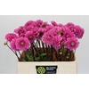 Dahlia Sandra