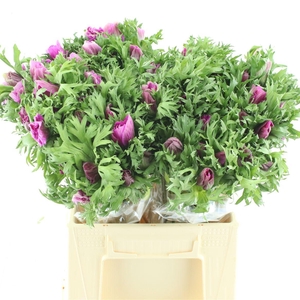 Anem Mistral Cerise Extra