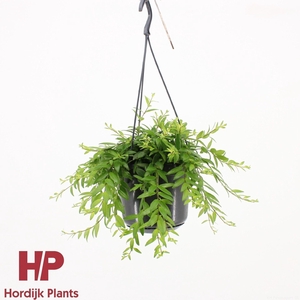 Aeschynanthus Japhrolepis