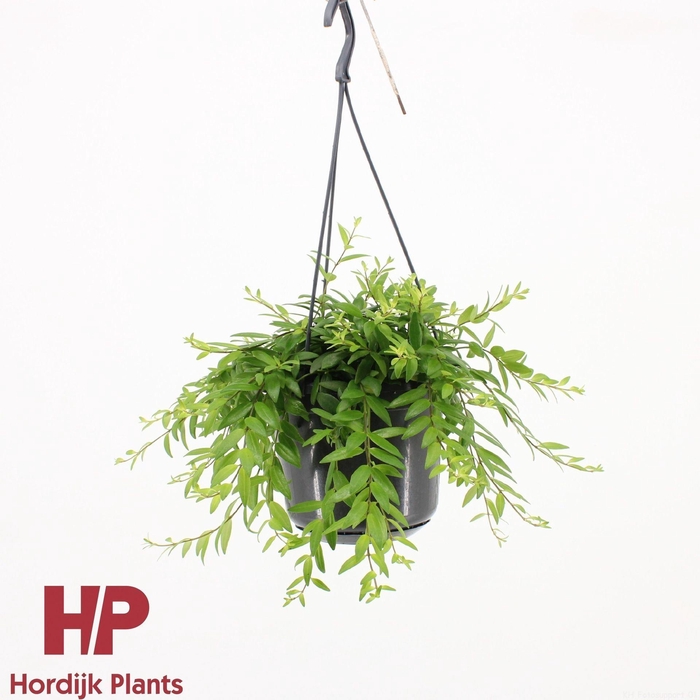 <h4>Aeschynanthus Japhrolepis</h4>