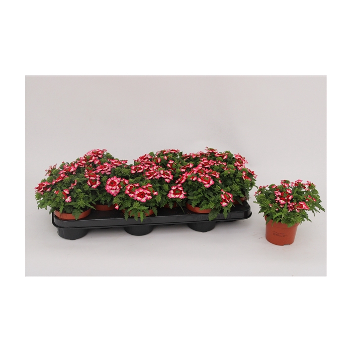 <h4>Verbena Lanaï Pink Twister</h4>