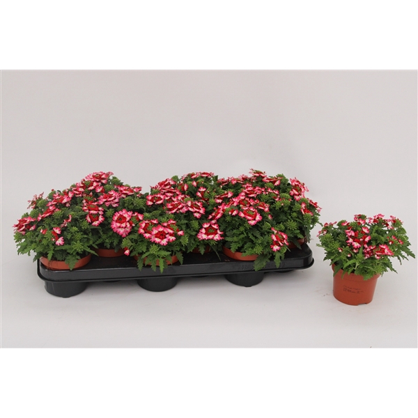<h4>Verbena Lanaï Pink Twister</h4>