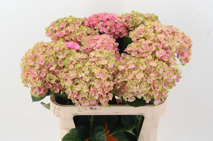 <h4>Hydr M Mag Coral</h4>