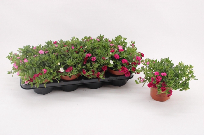 <h4>Calibrachoa 'MyGirly' WhitePurplePink</h4>