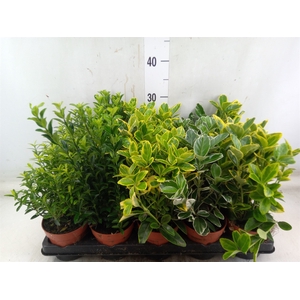 Euonymus japon.   ...mix