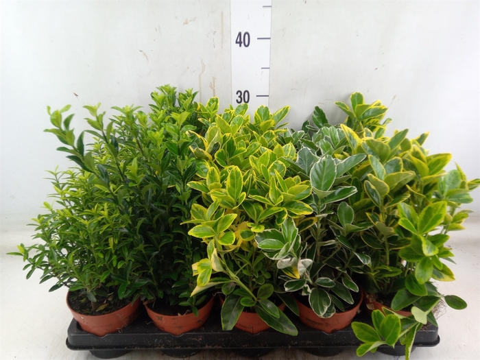 <h4>Euonymus japon.   ...mix</h4>