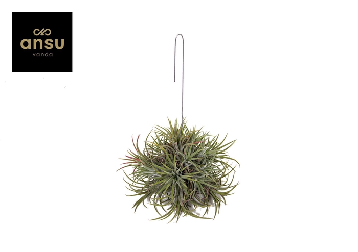 <h4>Tillandsia Ionantha Hang (Large)</h4>