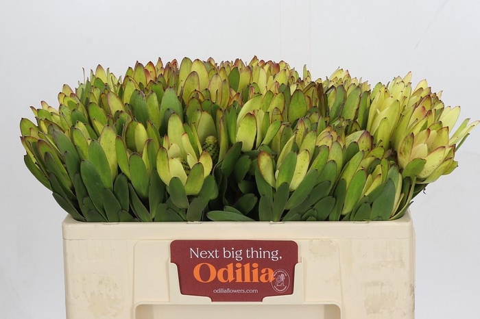 <h4>LEUCAD SAF GOLDSTRIK</h4>