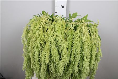 <h4>Amar Ca Green Spider</h4>
