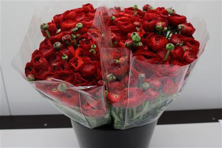 <h4>Ranonkel Zwaar Rood</h4>