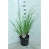 Cortaderia selloana