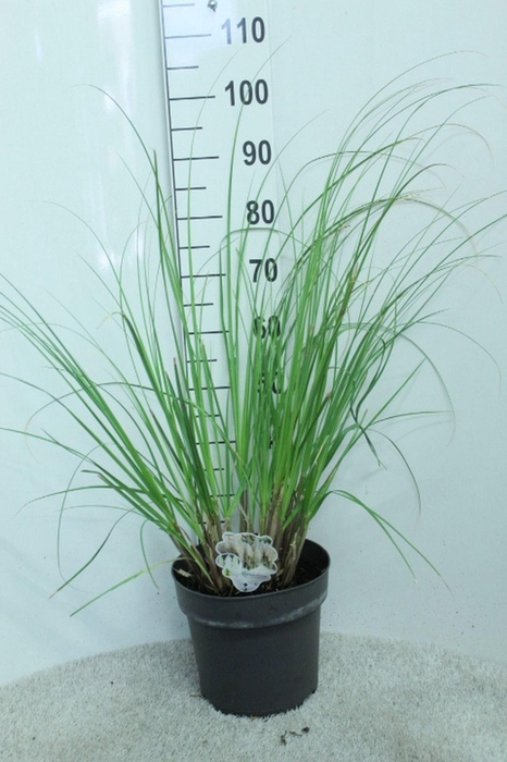 <h4>Cortaderia selloana</h4>