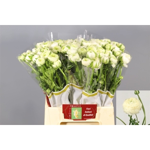 Ranunculus Elegance White