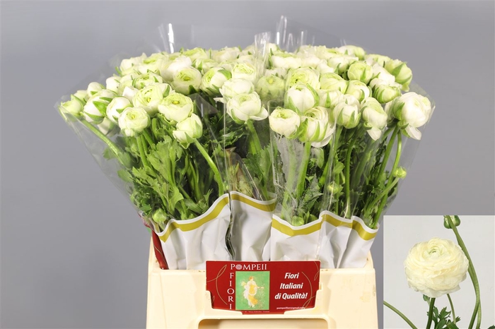 <h4>Ranunculus Elegance White</h4>