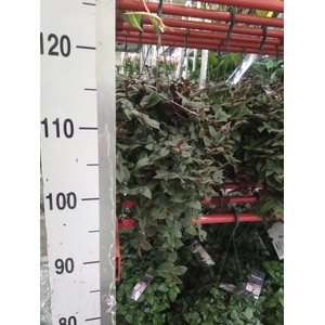 Tradescantia sillam. 'Brown Hill'