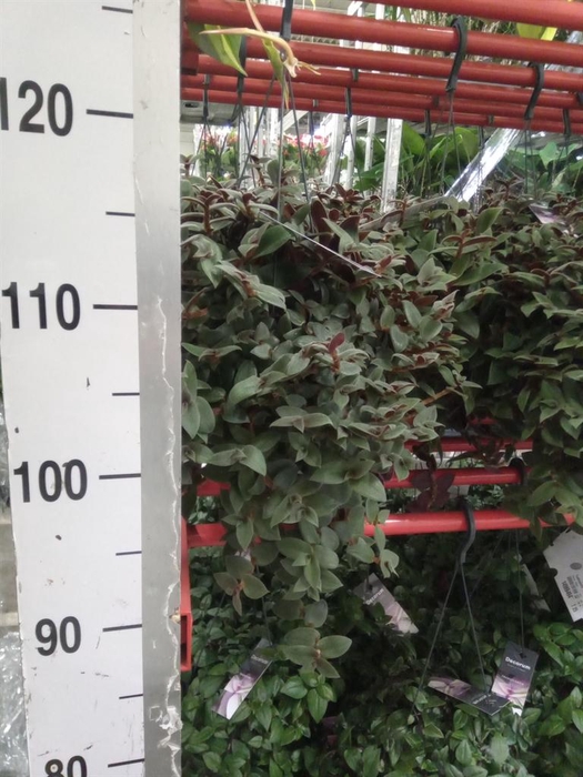 <h4>Tradescantia sillam. 'Brown Hill'</h4>