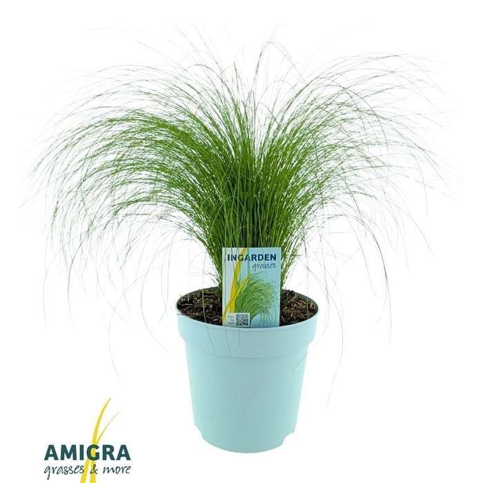 <h4>Stipa ten Ponytails</h4>