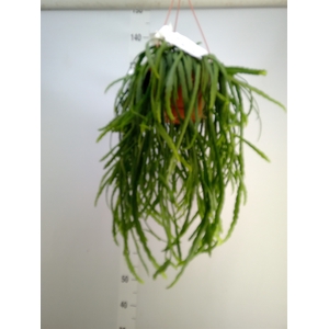 Rhipsalis baccifera 'Oasis'