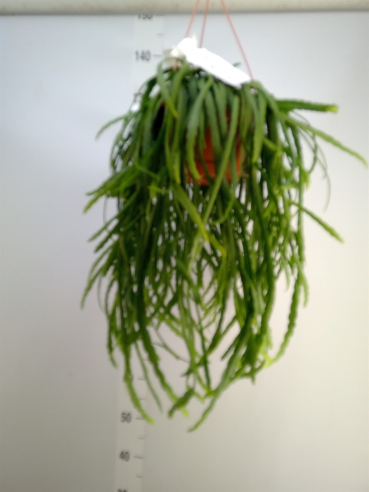 <h4>Rhipsalis baccifera 'Oasis'</h4>