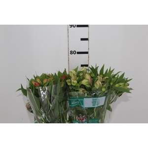 ALSTROEMERIA VARIADO 080 CM
