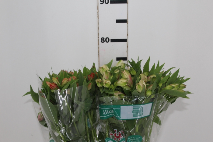 <h4>ALSTROEMERIA VARIADO 080 CM</h4>