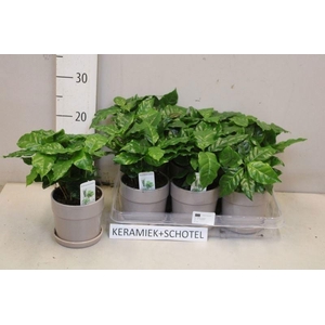 COFFEA ARABICA