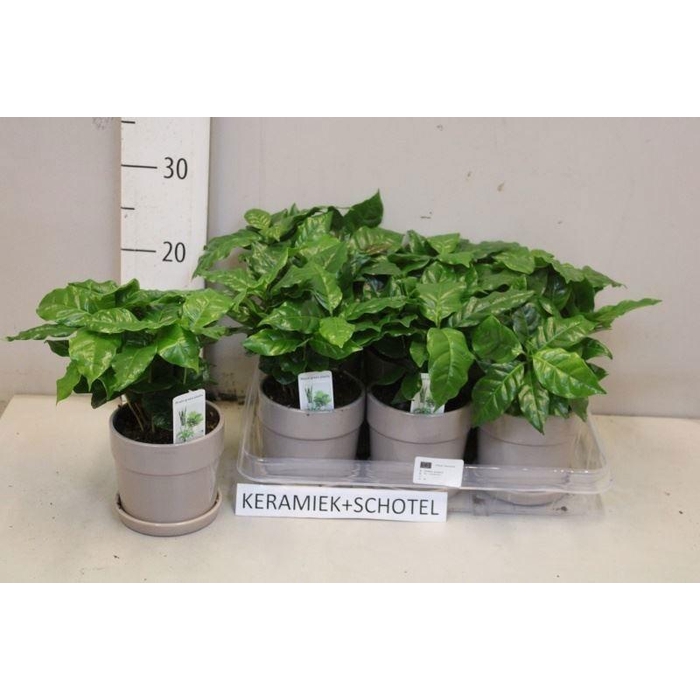 <h4>COFFEA ARABICA</h4>