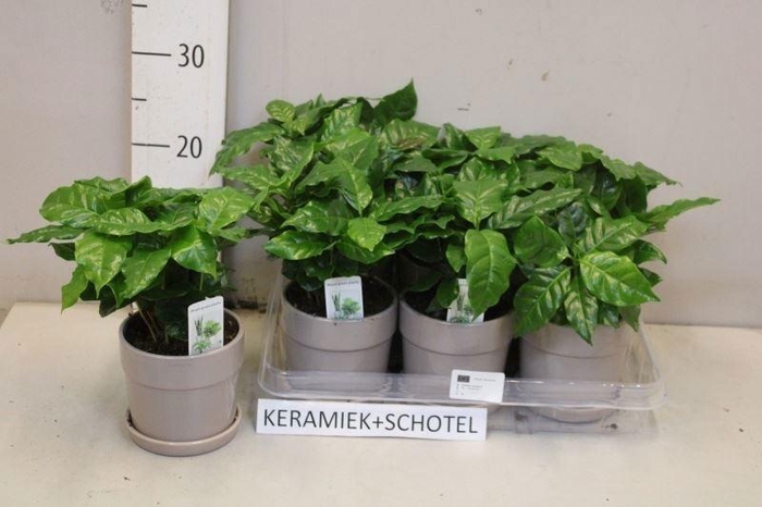 <h4>COFFEA ARABICA</h4>