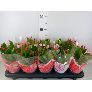 Schlumbergera   ...mix 3