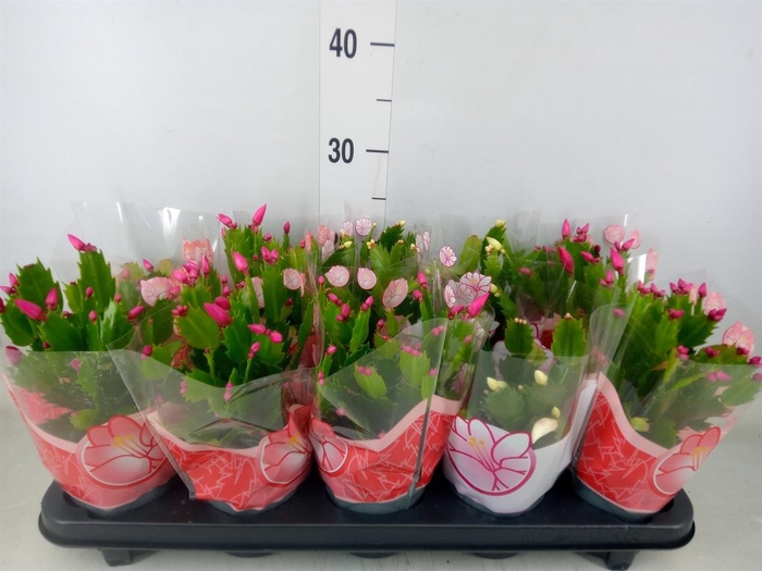 <h4>Schlumbergera   ...mix 3</h4>