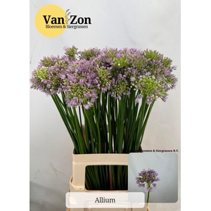 ALLIUM SENESCENS