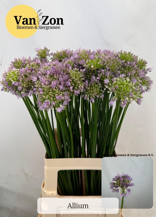 <h4>ALLIUM SENESCENS</h4>