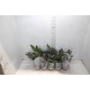 CALATHEA INSIGNIS P12