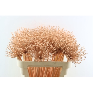 Allium Zalm