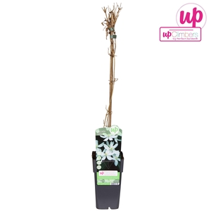 Clematis Montana Grandiflora