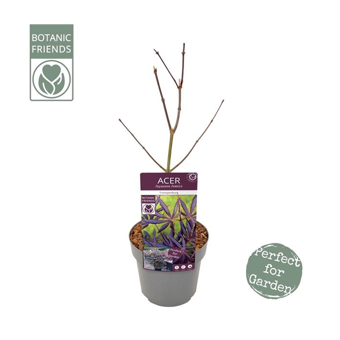 <h4>Acer palm. 'Trompenburg'</h4>